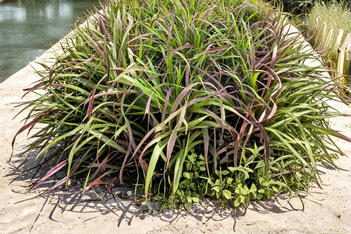 Purpletop Grass Seeds 500 | Tridens flavus Native Perennial Ornamental Meadow Grass