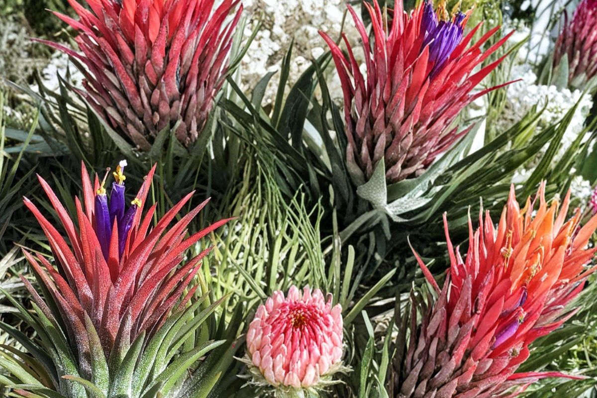 Tillandsia ionantha Seeds – Bromeliad Air Plant, Compact, Colorful Bracts, Ornamental, Tropical, Perennial, Indoor, Seed Pack