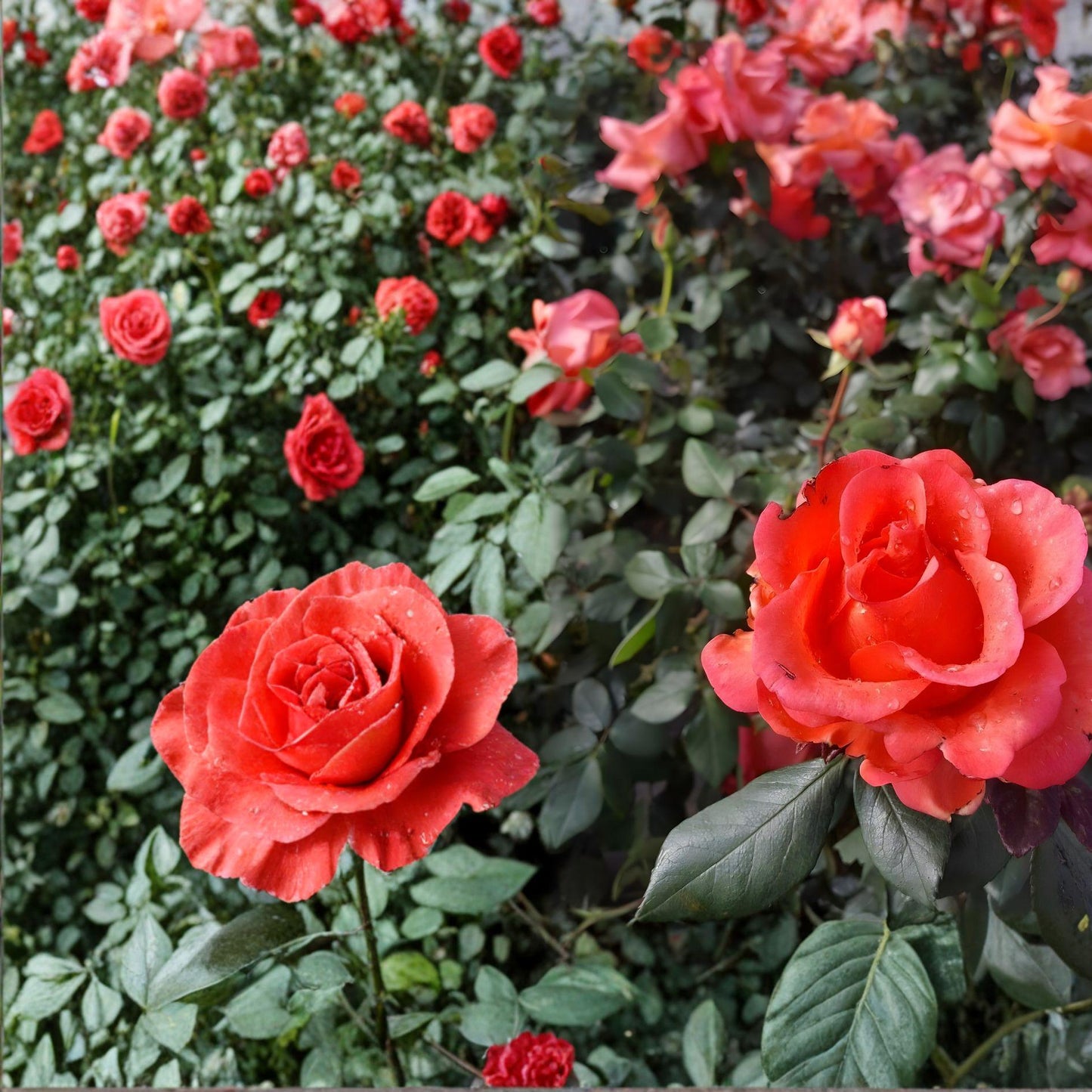 Tropicana Rose Live Plant – Hybrid Tea Orange Shrub – 2 Gallon Rosa spp. for Garden Beds & Landscape