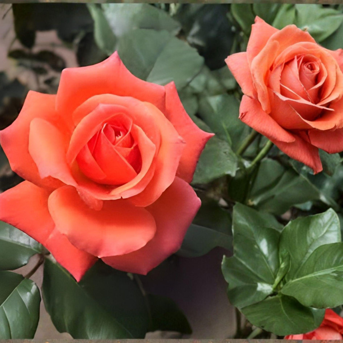 Tropicana Rose Hybrid Tea Plant – Orange Blooms, 3 Gallon Shrub, Rosa spp. Perennial for Garden Beds & Landscape