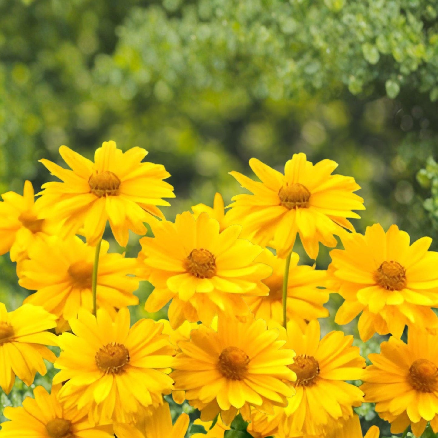 Early Sunflower Seeds 100 Heliopsis helianthoides Perennial Bright Yellow Daisy-Like Blooms