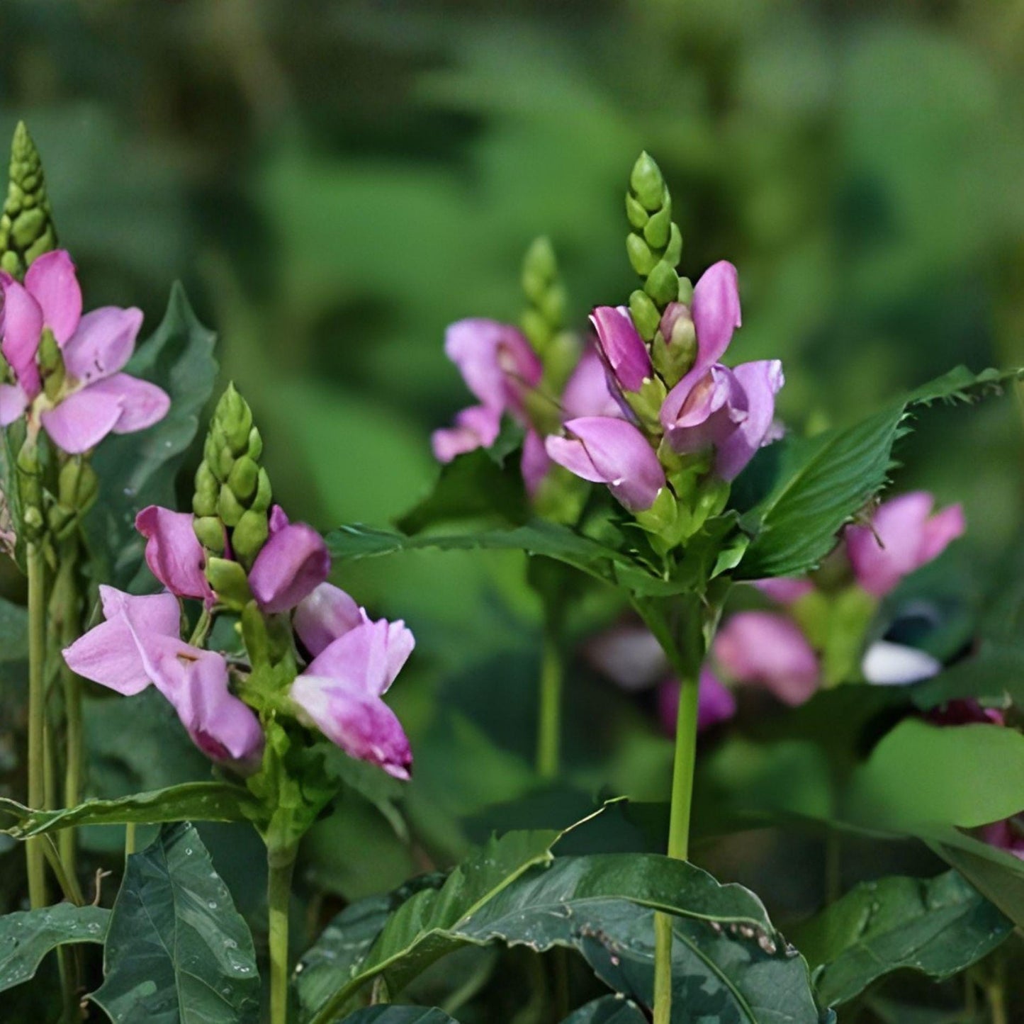 Pink Turtlehead Seeds | Chelone obliqua | Native Perennial with Rose Pink Blooms | Pollinator-Friendly Garden Plant