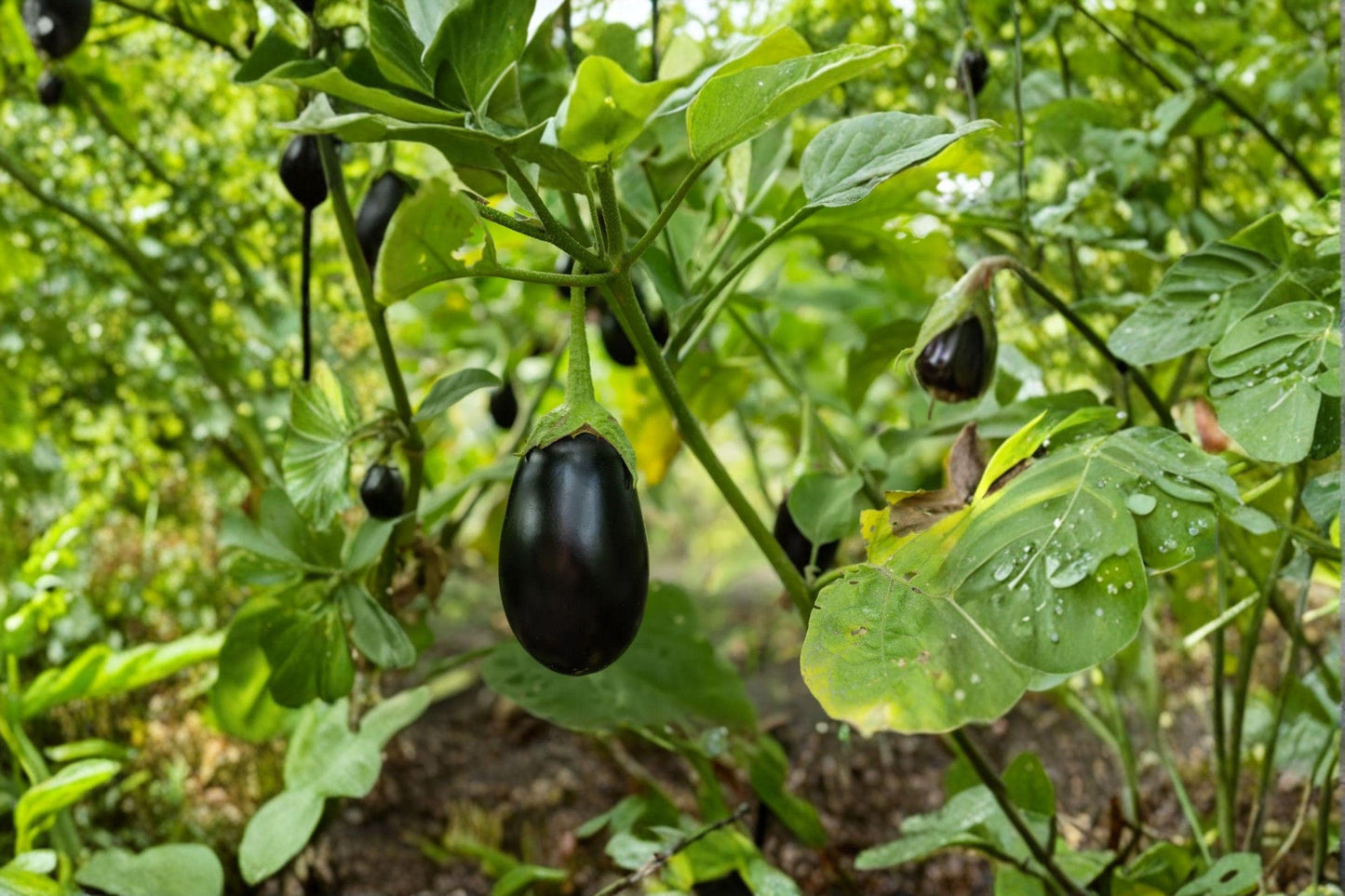 Black Beauty Eggplant Seeds – Organic Heirloom, High Yield, Large Dark Purple Fruits, Vegetable Garden Planting, Non-GMO