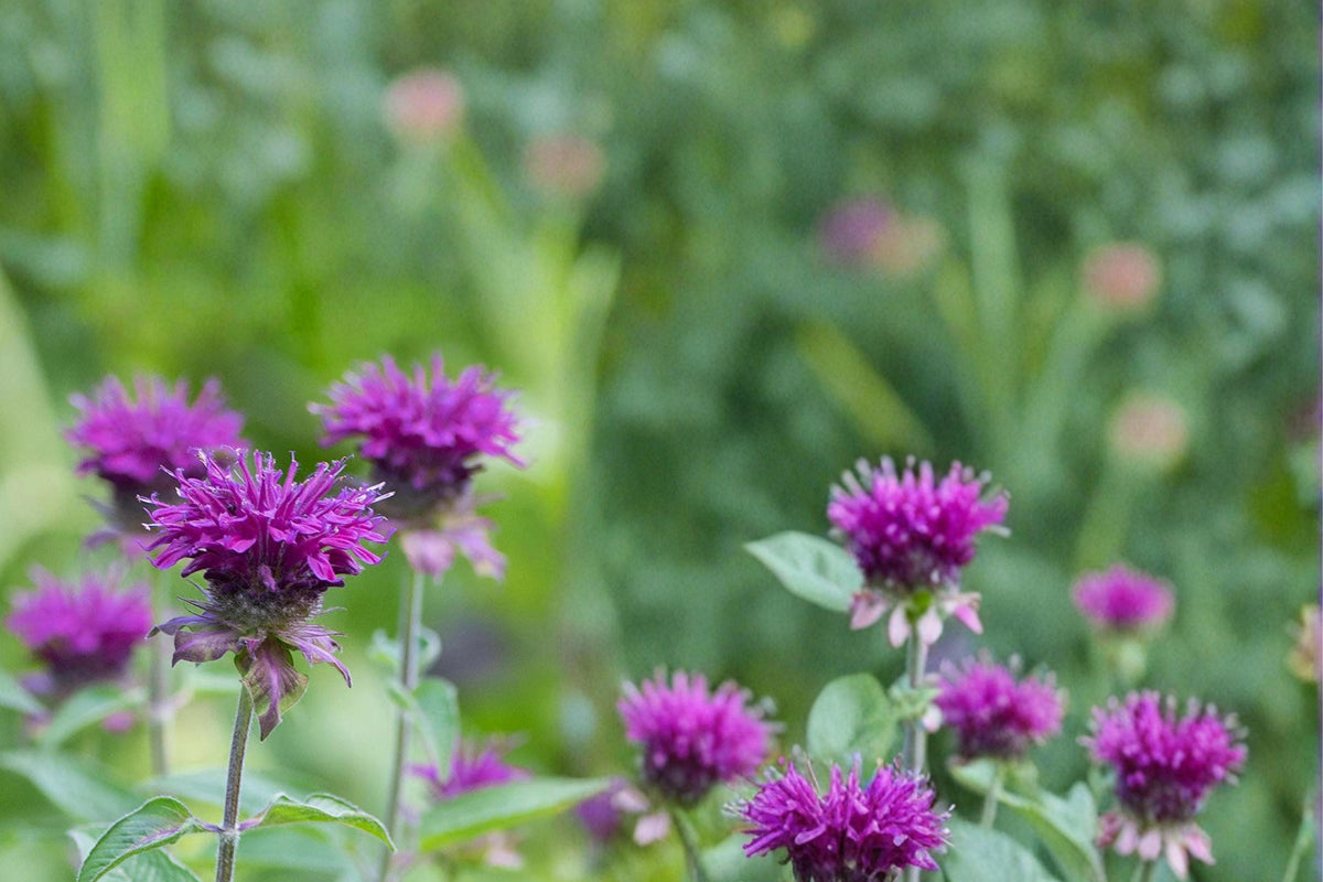 Purple Bergamot Seeds – Monarda media Herbaceous Perennial with Lavender to Purple Tubular Flowers, Aromatic Foliage, 100 Seeds