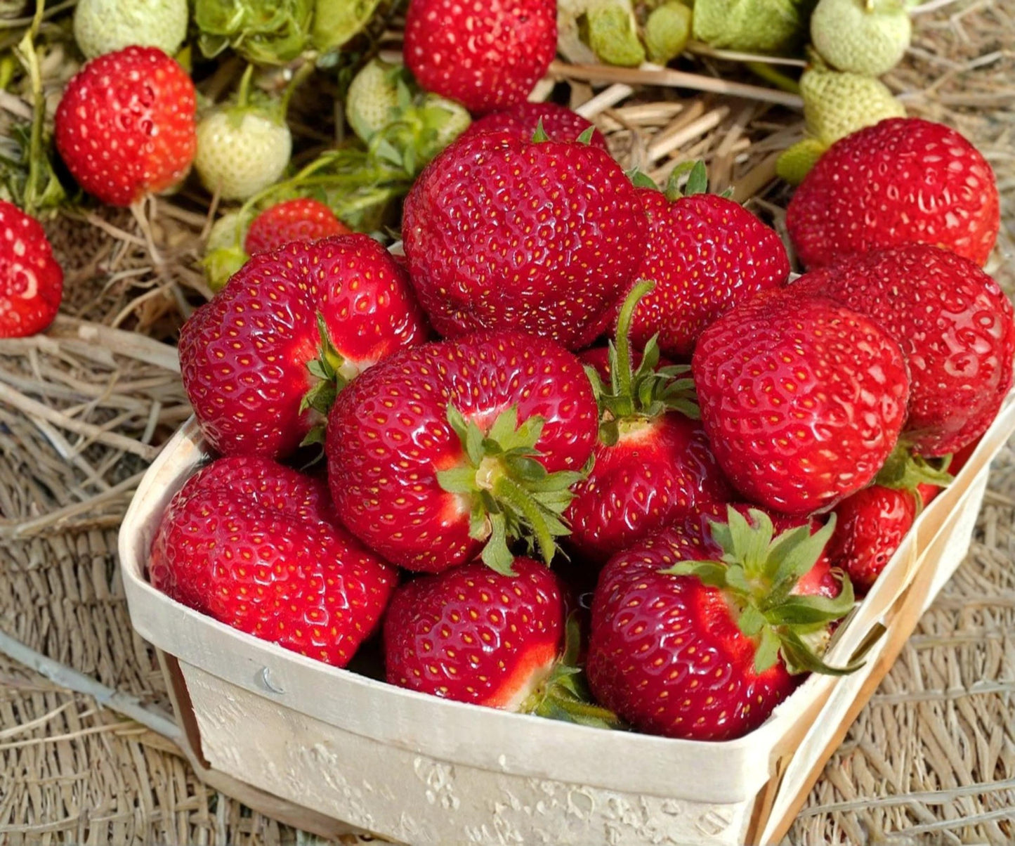 Honeoye Strawberry Bare Root Plants – June Bearing Edible Perennial for Fresh, Jams & Preserves, USDA Zones 3-8
