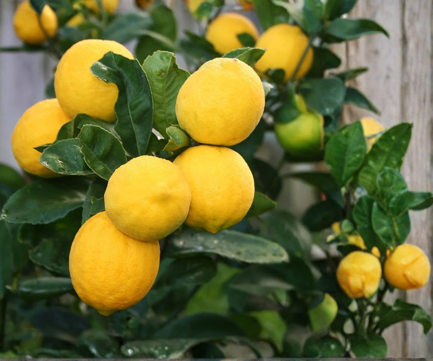 Meyer Lemon Tree Live Plant in 1-Gallon Pot, Indoor Outdoor Citrus Fruit Tree, Sweet Fragrant Lemons, U.S. Grown