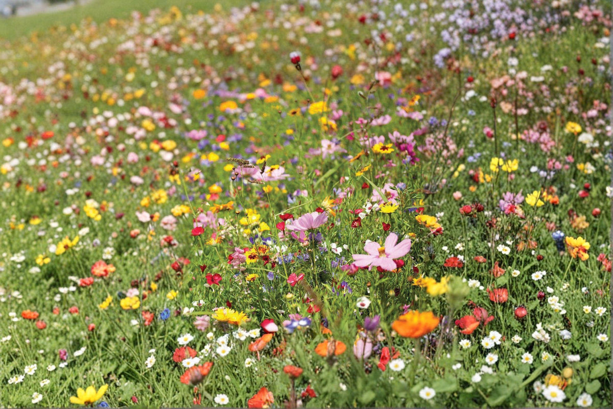 Shorty Wildflower Mix Seeds – Low-Grow Annual & Perennial Pollinator Garden Flowers, Vibrant Colorful Ground Cover, 500+ Seeds