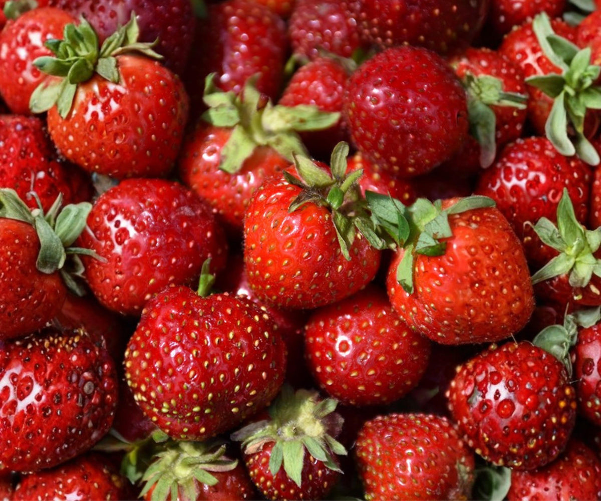 Quinault Strawberry Bare Root Plants – Everbearing, Large Juicy Berries, Fragaria, Edible Perennial, 8–12 Inches