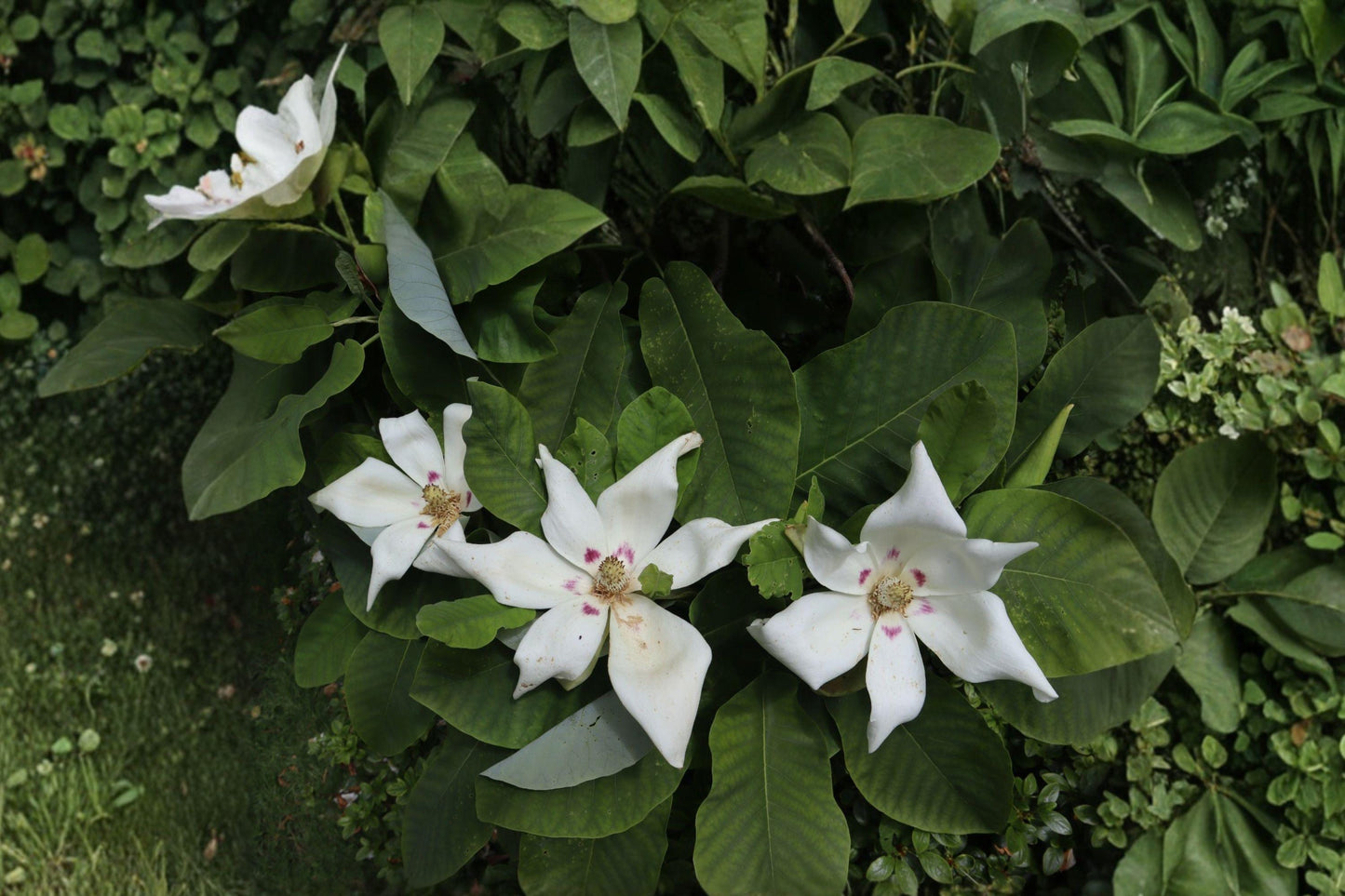 Bigleaf Magnolia Bare Root Plant – Magnolia macrophylla – Large Leaf Tree for Garden Landscape