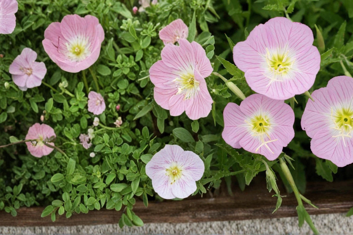 Showy Evening Primrose Seeds – Oenothera speciosa Perennial Pink & White Flowers for Garden, Ground Cover, Borders