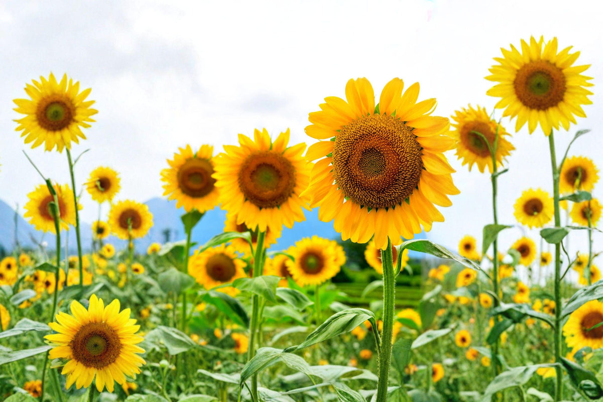 Black Oil Sunflower Seeds Heirloom High-Oil Fast-Growing Tall Yellow Bloom 50+ Pack