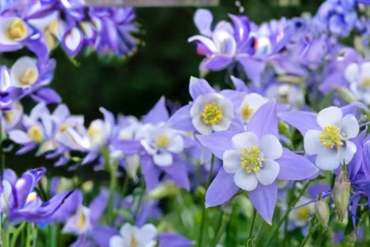 Blue Rocky Mountain Columbine Seeds – Aquilegia caerulea, Perennial Flower for Gardens, Woodland & Border Plant