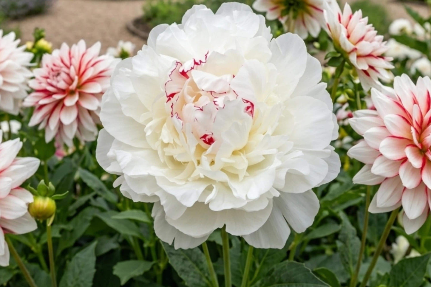 Faded Lilac Mum Chrysanthemum Seeds, 200+ Annual Flower Seeds for Garden Beds & Borders, Chrysanthemum morifolium