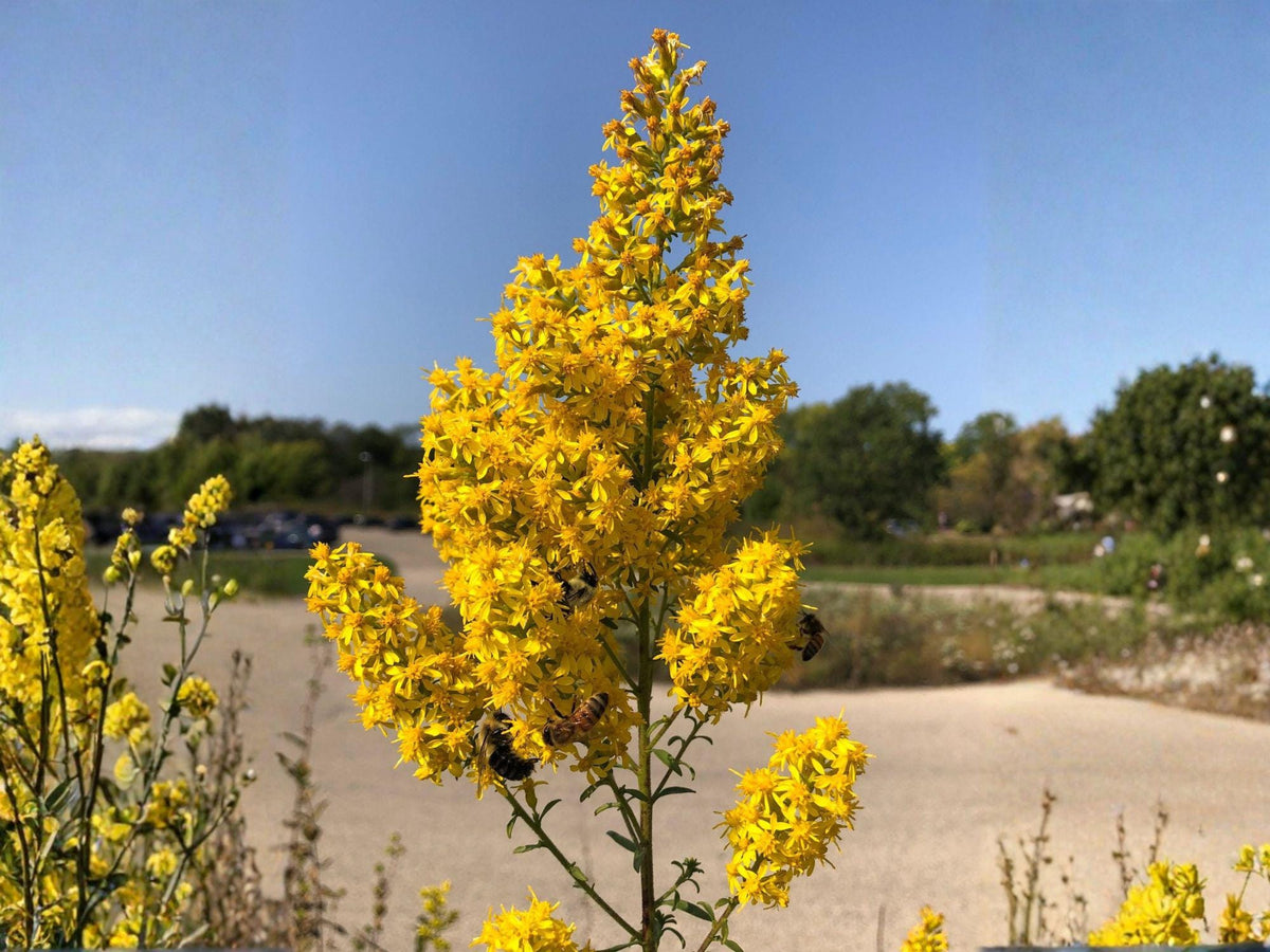 Showy Goldenrod Seeds | Solidago speciosa Perennial Flowering Plant | Bright Yellow Blooms for Garden & Natural Landscapes