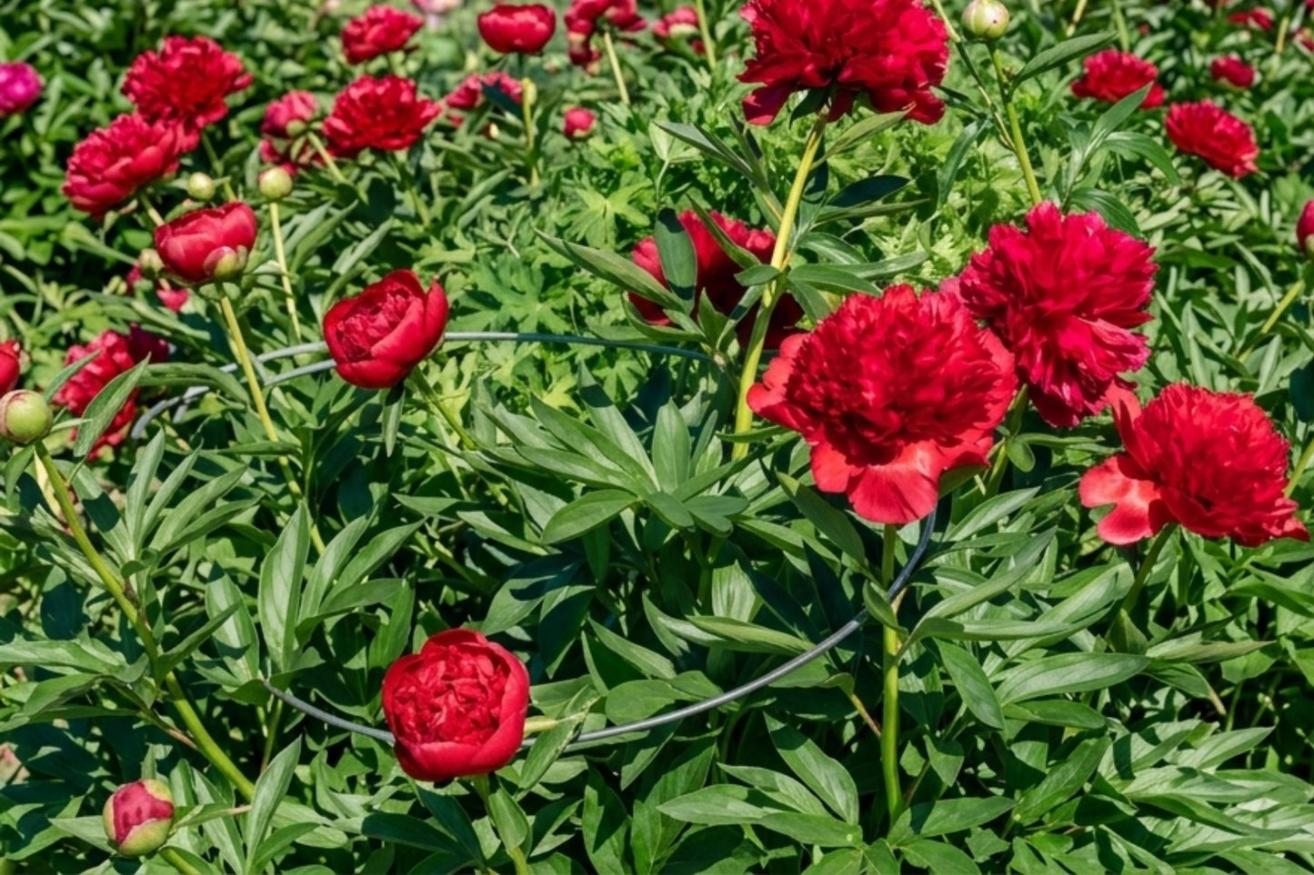 Diana Parks Double Peony Bulb – Live Red Perennial Flower Plant, Paeonia lactiflora, Easy-to-Grow, Attracts Pollinators, Garden & Cut Flowers