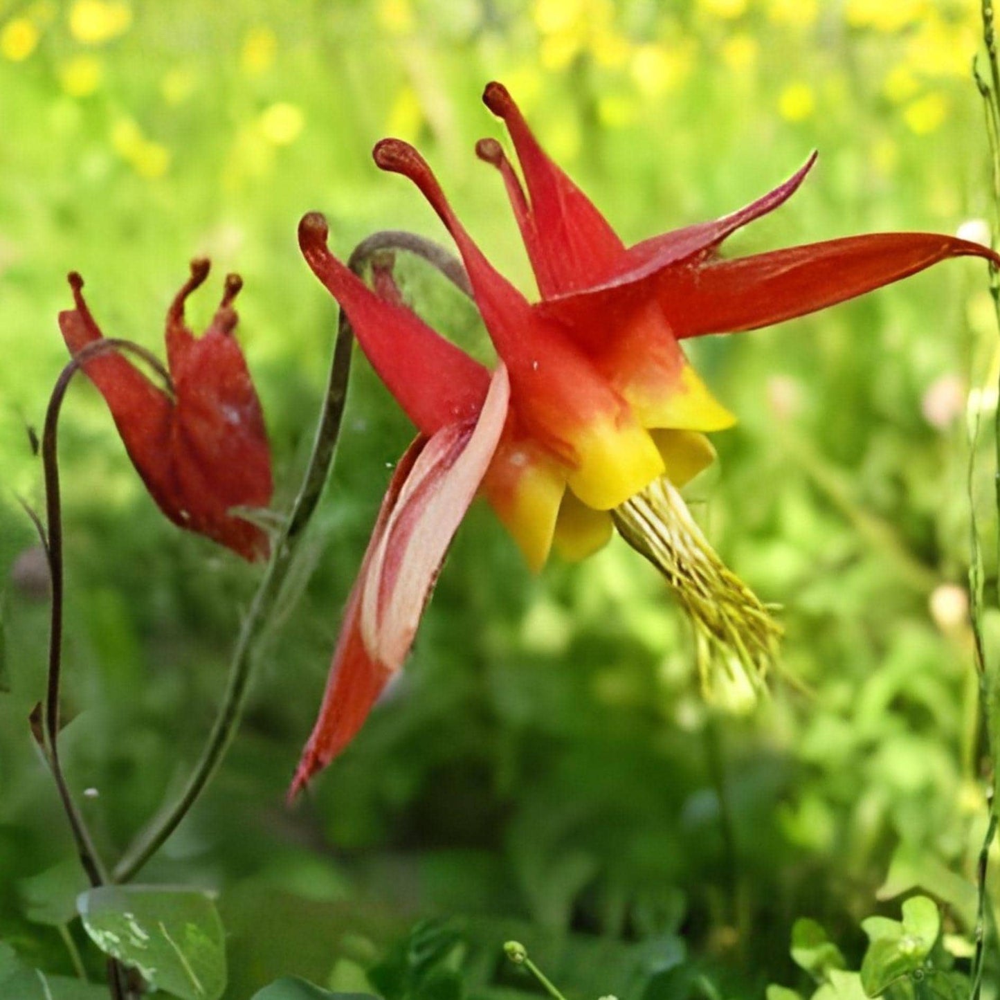 Red Columbine Seeds | Aquilegia canadensis Native Perennial with Yellow Blooms | 100 Seeds