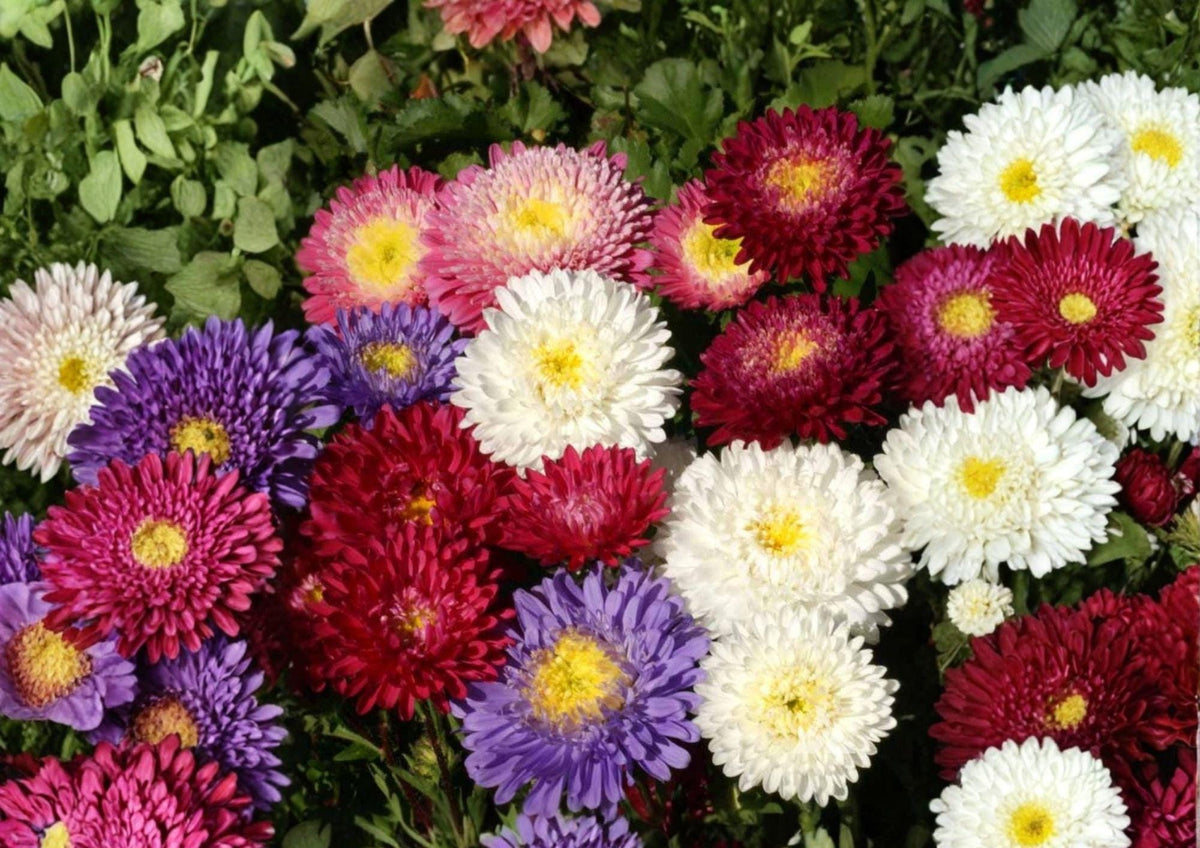 China Aster Seeds Rainbow Mix – Open Pollinated, Non-GMO, Vibrant Flower Seeds for Garden, Cut Flowers, Annual Blooms