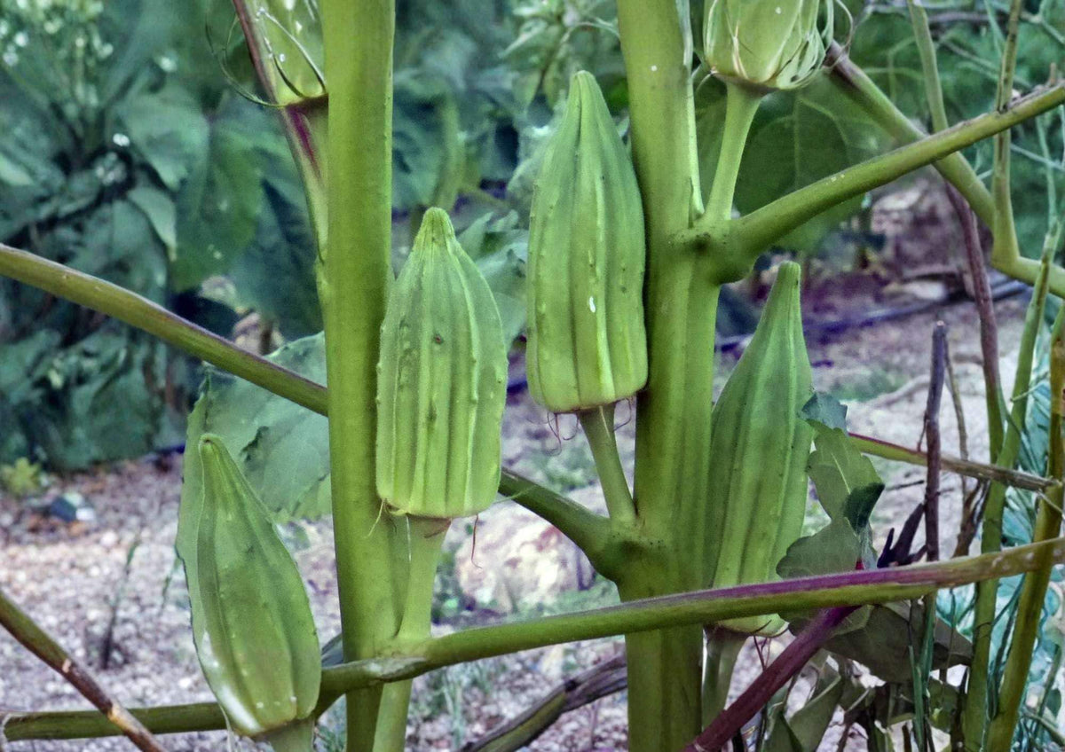50+ Blondy Okra Seeds – Heirloom, AAS Winner, Compact Spineless Pods, Pale Green, High Yield Vegetable Seeds for Garden Planting