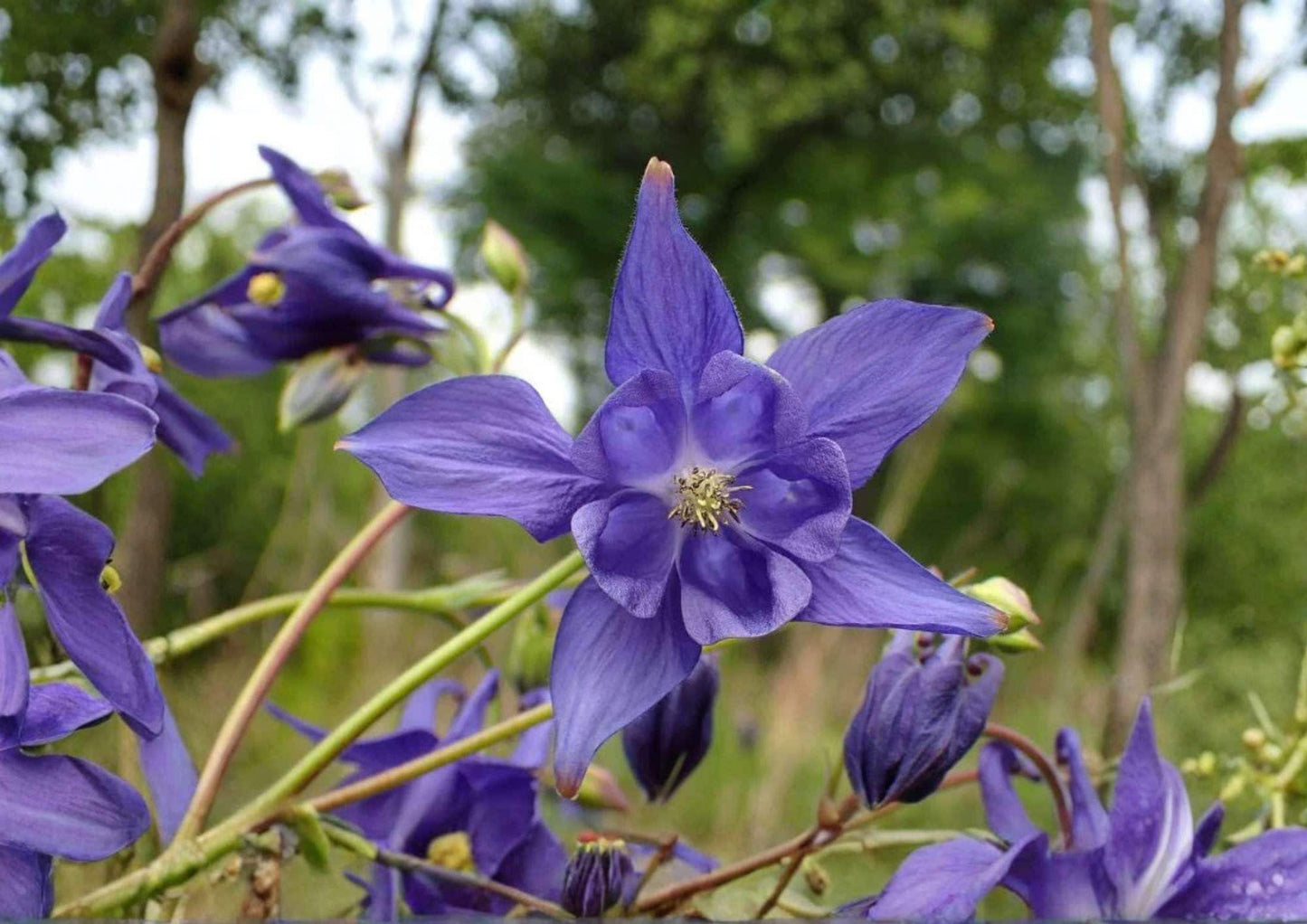 Double Columbine Seeds Granny’s Bonnet Mix – Perennial Flower Seeds for Shade Gardens, Aquilegia vulgaris