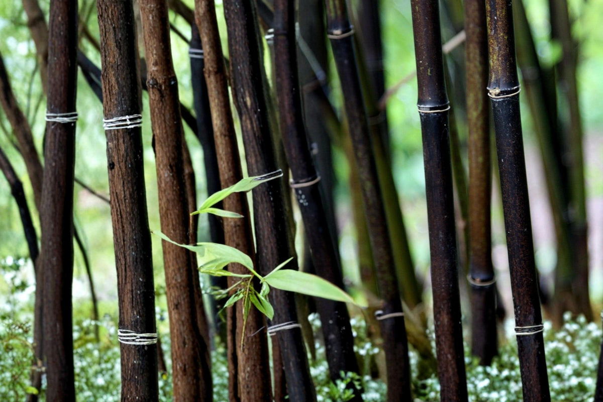 Black Bamboo Seeds – Phyllostachys nigra, Ornamental Grass for Landscaping & Privacy Screening