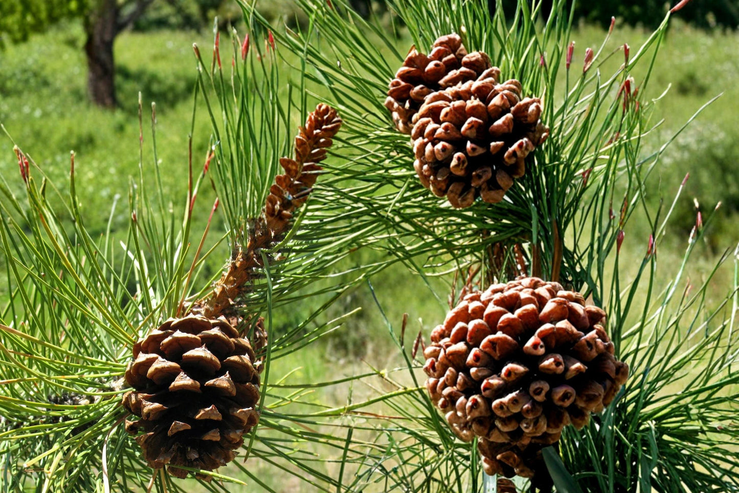 Ponderosa Pine Seeds – Pinus ponderosa – Evergreen Conifer Tree for Landscaping and Reforestation