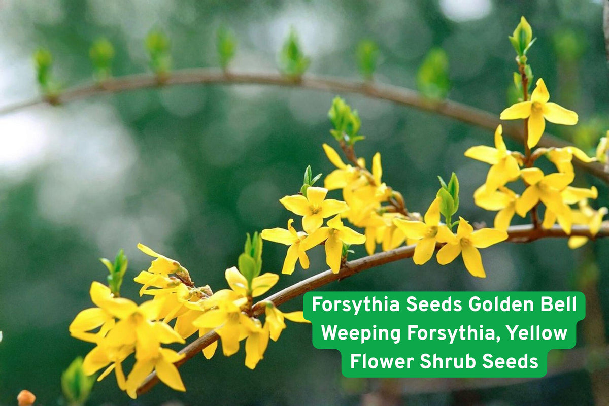 Golden Bell Forsythia Seeds – Weeping Yellow Flowering Shrub for Hedges & Borders – Forsythia suspensa Plant