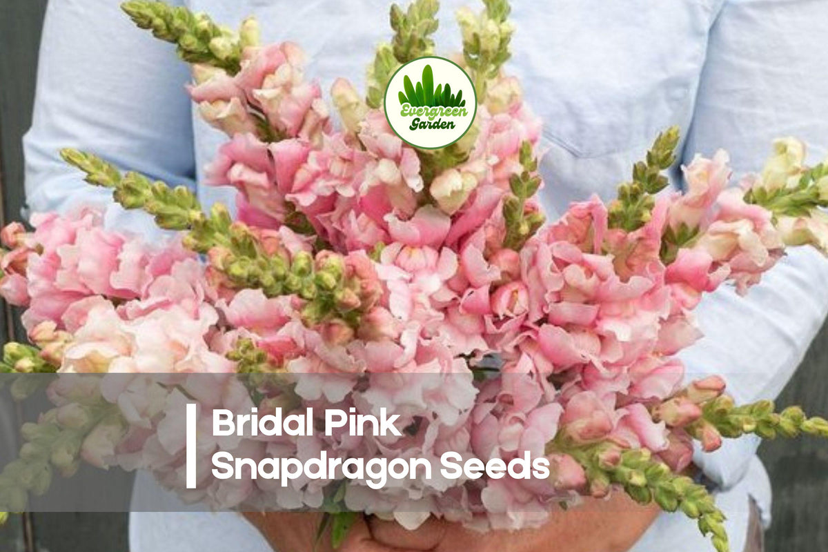 1000 Bridal Pink Snapdragon Seeds - Soft Blush Pink Flowers, Tall Upright Annual, Antirrhinum majus for Cut Flowers & Borders
