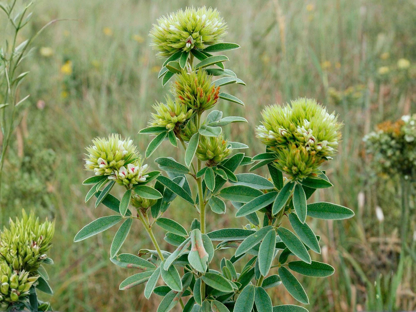 Roundhead Bush Clover Seeds | Lespedeza capitata | Perennial Flowering Plant with Creamy White to Pale Yellow Blooms