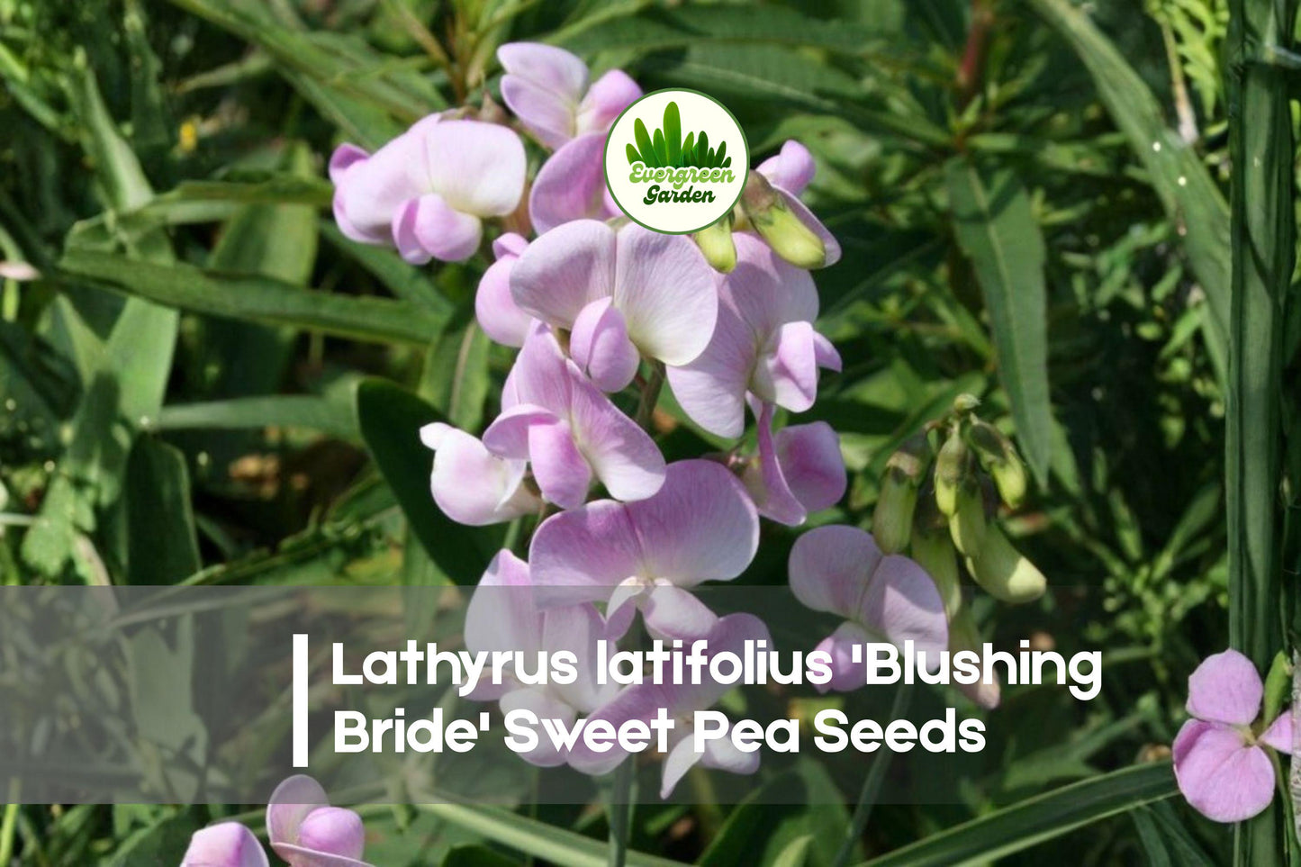 Lathyrus latifolius 'Blushing Bride' Perennial Sweet Pea Seeds, Pale Pink Climbing Flower for Garden Trellises & Borders
