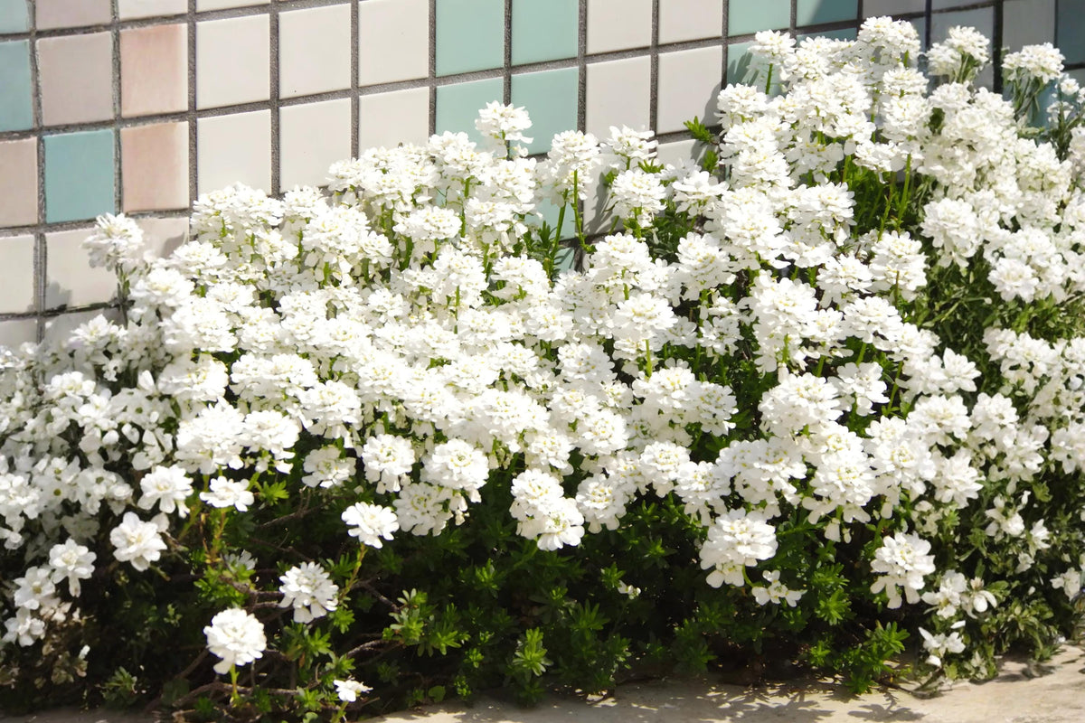 Candytuft Seeds - Empress Iberis amara - White Flowering Border & Cottage Garden Plant, Easy to Grow, Pack of 100
