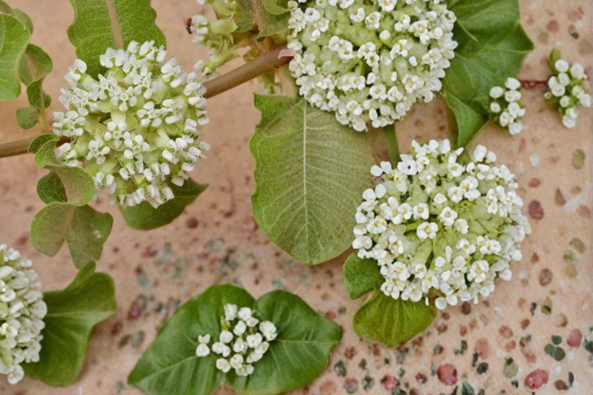 Western Sand Milkweed Seeds – Asclepias arenaria Herbaceous Perennial for Dry Gardens & Prairies, Drought Tolerant, Native Wildflower