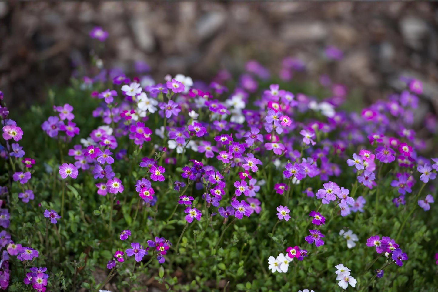 Virginia Stock Seeds - 100 Pack, Fragrant Annual Flowers in Pink, Purple & White, Malcolmia maritima, Easy to Grow, Cottage Garden