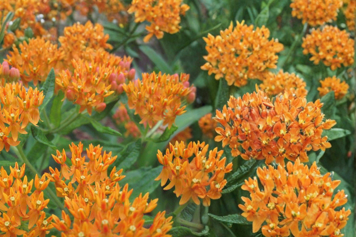 Butterfly Weed Seeds, Asclepias tuberosa, Native Perennial with Bright Orange Flowers, Pollinator and Butterfly Garden Plant