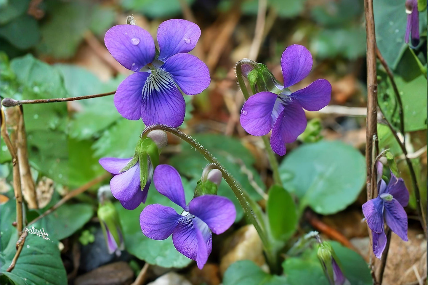 Common Blue Violet Seeds (Viola sororia) – Native Wildflower, Edible & Pollinator-Friendly Ground Cover