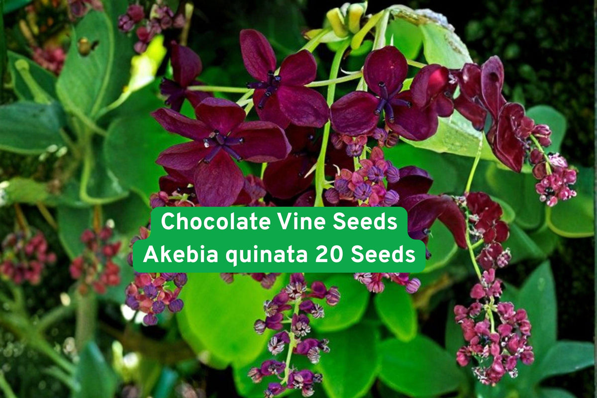 Chocolate Vine Seeds Akebia quinata – Climbing Vine with Fragrant Purple Flowers, Fast-Growing Garden Seeds for Trellises & Fences