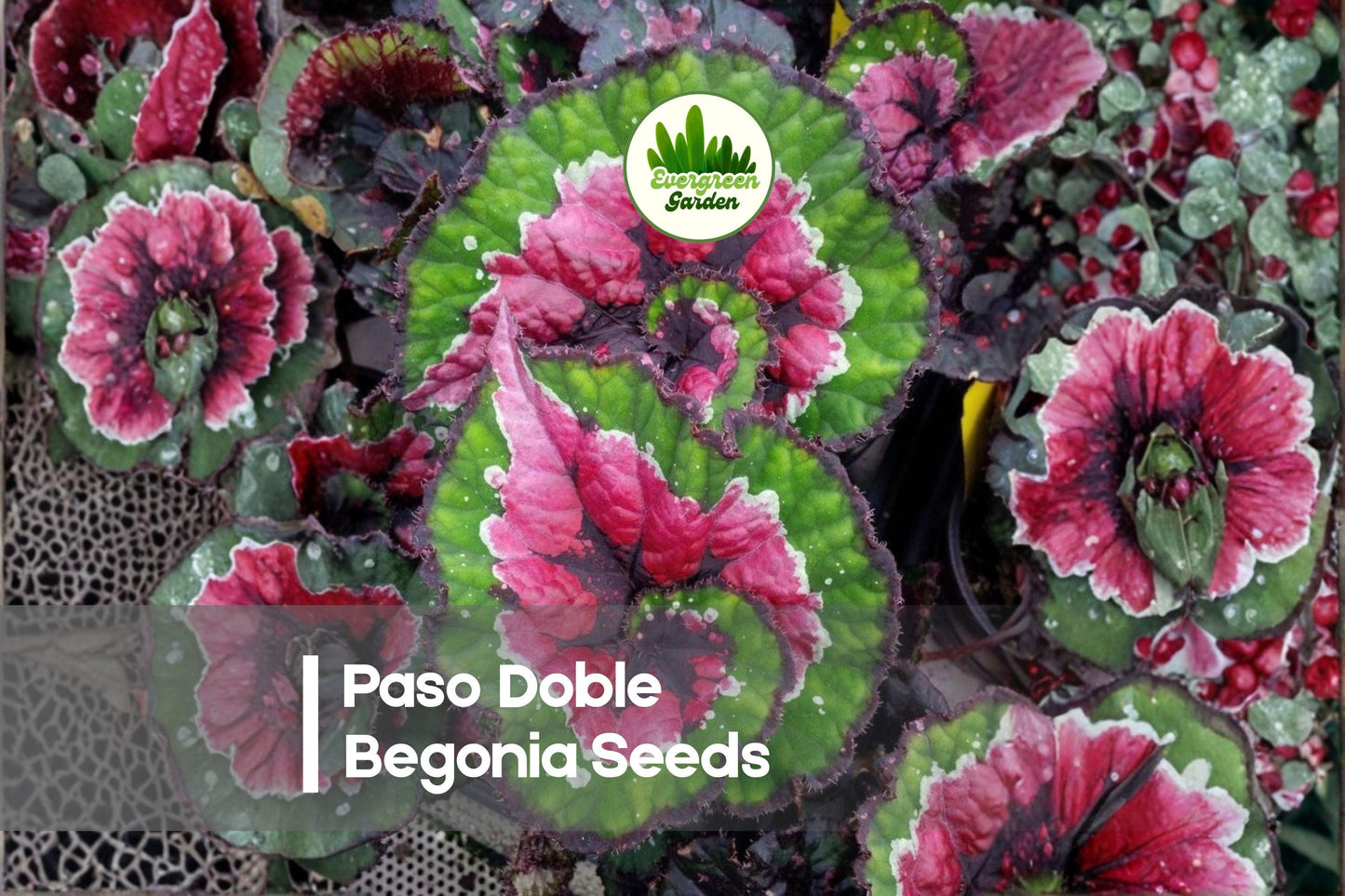 Paso Doble Begonia Seeds, Double Orange Blooms, Shade-Loving, Begonia × tuberhybrida, Container, Basket, Border Plant