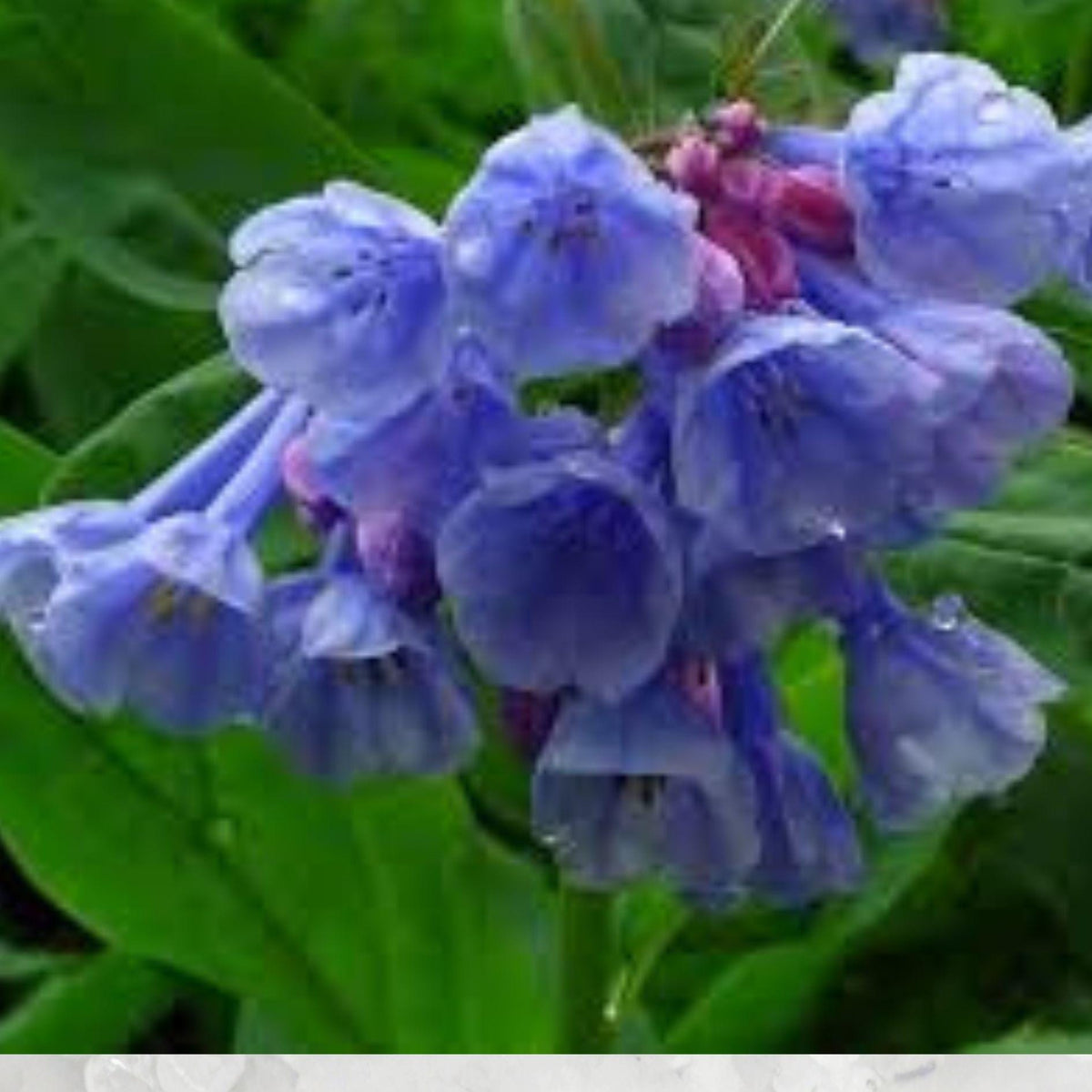Virginia Bluebells Seeds – 10 Pack, Mertensia virginica, Spring Wildflower, Shade Garden Perennial, Pink-to-Blue Blooms