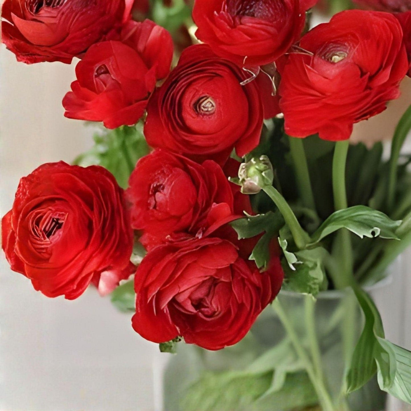 Red Ranunculus Bulbs – 10 Flowering Corms for Fall & Spring Planting – Vibrant Peony-Style Blooms – Ranunculus asiaticus