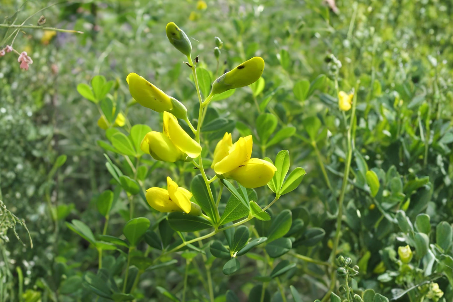 Yellow Wild Indigo Seeds | Baptisia tinctoria Native Perennial for Gardens & Prairies