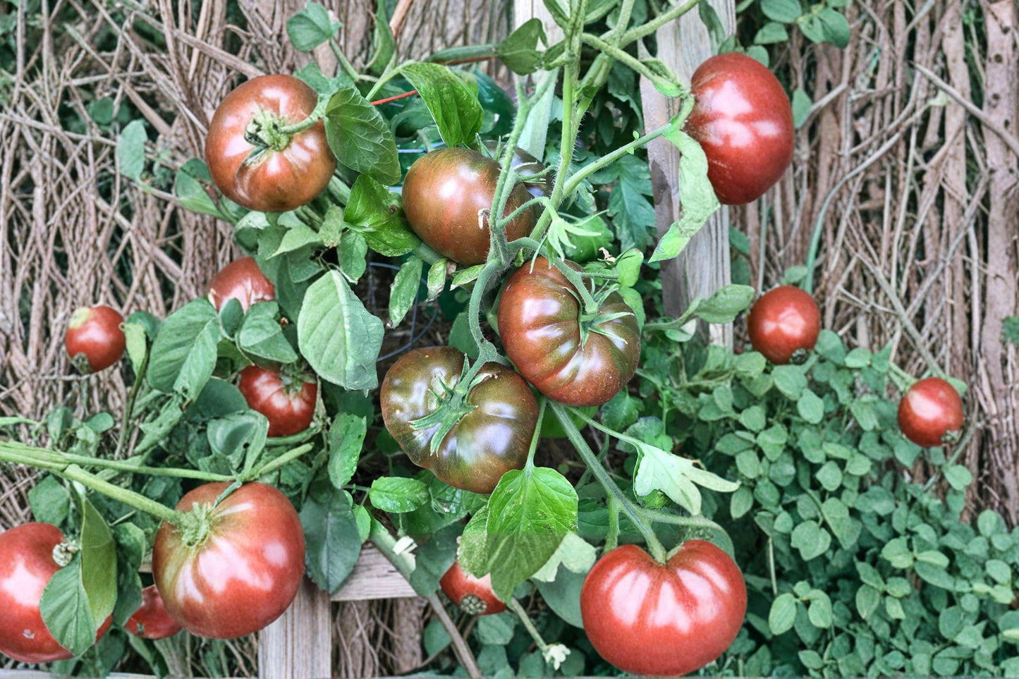 Paul Robeson Heirloom Tomato Seeds – Dark Purple, Smoky Flavor, Indeterminate, Non-GMO, 10+ Seeds
