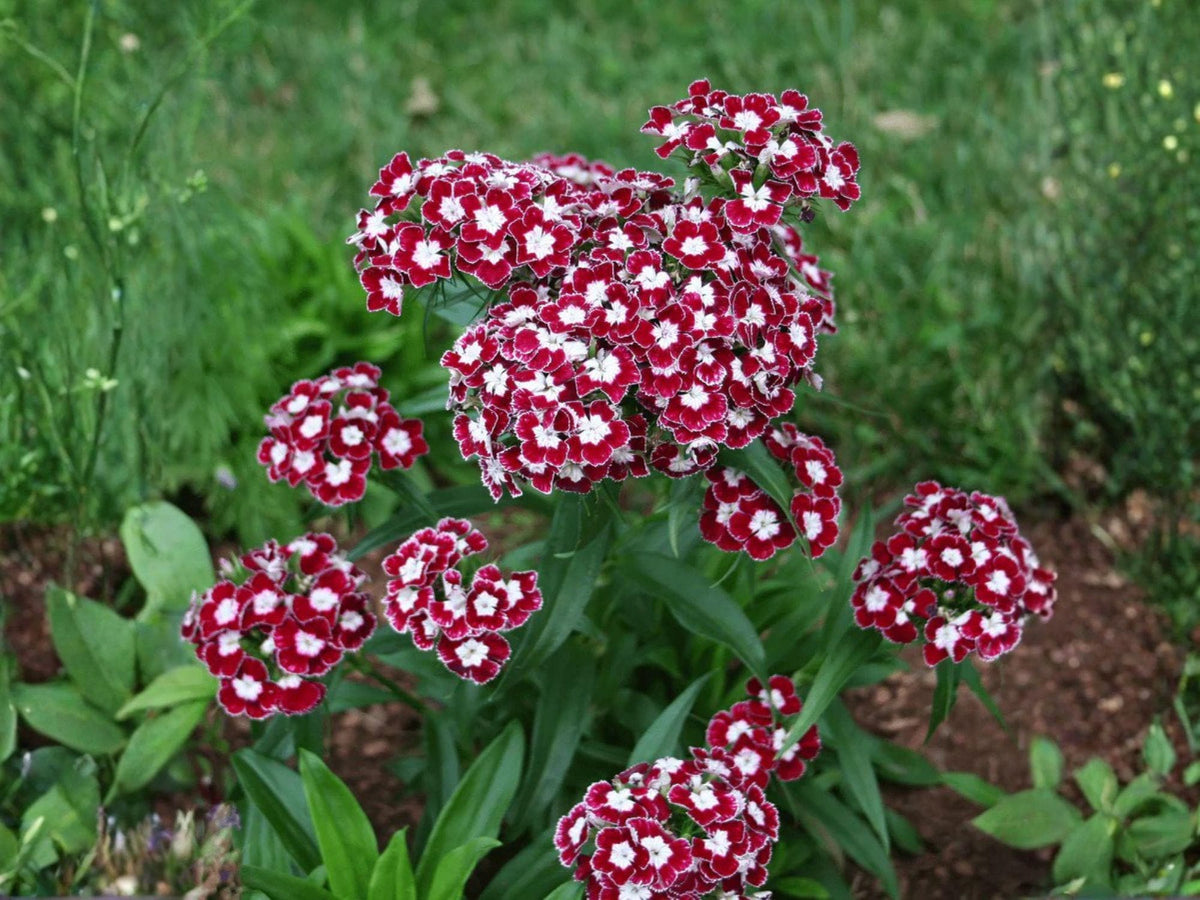 Sweet William Flower Seeds | Dianthus barbatus | 100 Seeds for Garden Beds & Containers