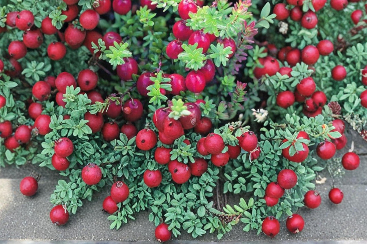American Cranberry Seeds – Vaccinium macrocarpon, Edible Red Berries, Low-Growing Perennial Fruit Plant