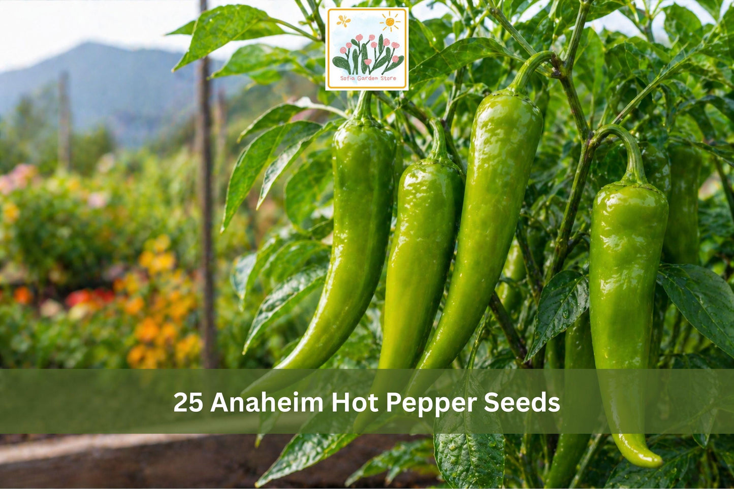 Yolo Wonder Bell Pepper Seeds | Sweet Vegetable Garden Planting | Capsicum annuum | 25 Seeds