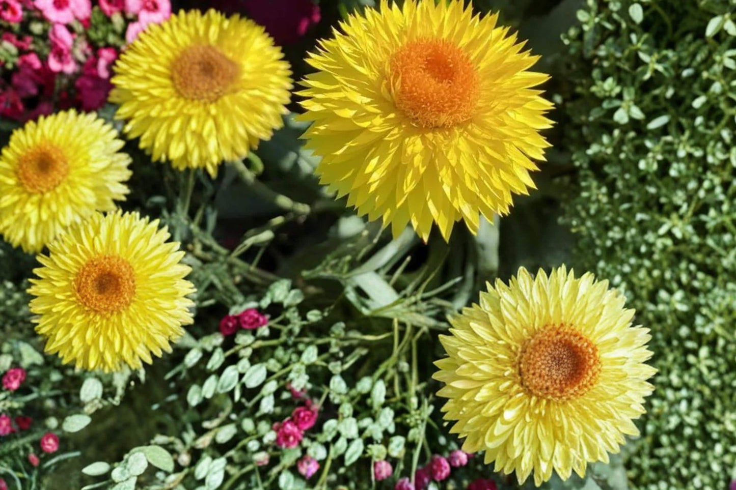 Golden Yellow Strawflower Seeds – Xerochrysum bracteatum, Bright Yellow Papery Blooms, Annual Garden Flower Seeds