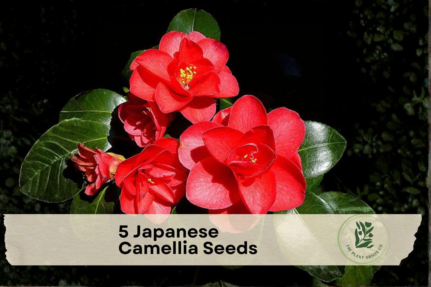 Japanese Camellia Seeds - Evergreen Shrub, Camellia japonica, Partial Shade, Garden, Landscape, Ornamental, 5 Seeds