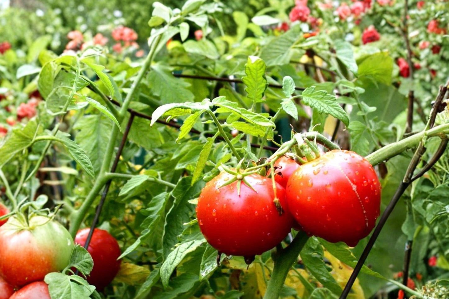 Homestead Heirloom Tomato Seeds – Non-GMO, Drought & Heat Tolerant, High Yield, Determinate, Bright Red Fruits, Organic Gardening