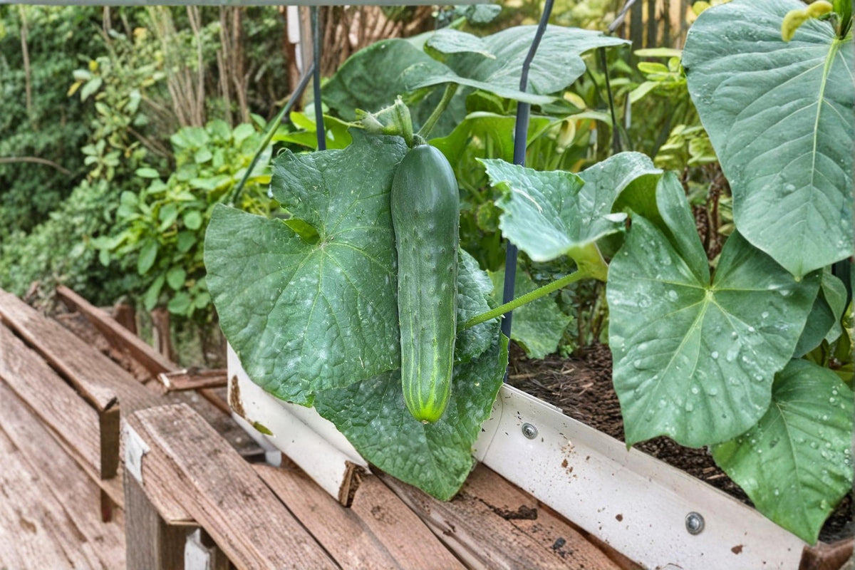 Spacemaster 80 Compact Bush Cucumber Seeds Heirloom Non-GMO for Containers & Small Gardens (100+ Seeds)