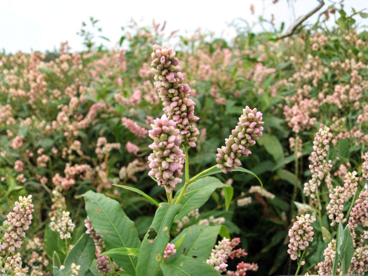 Pinkweed Flower Seeds | Persicaria pensylvanica | Pink Blooms, Annual Garden Plant, Full Sun, Natural Landscaping, 15 Seeds