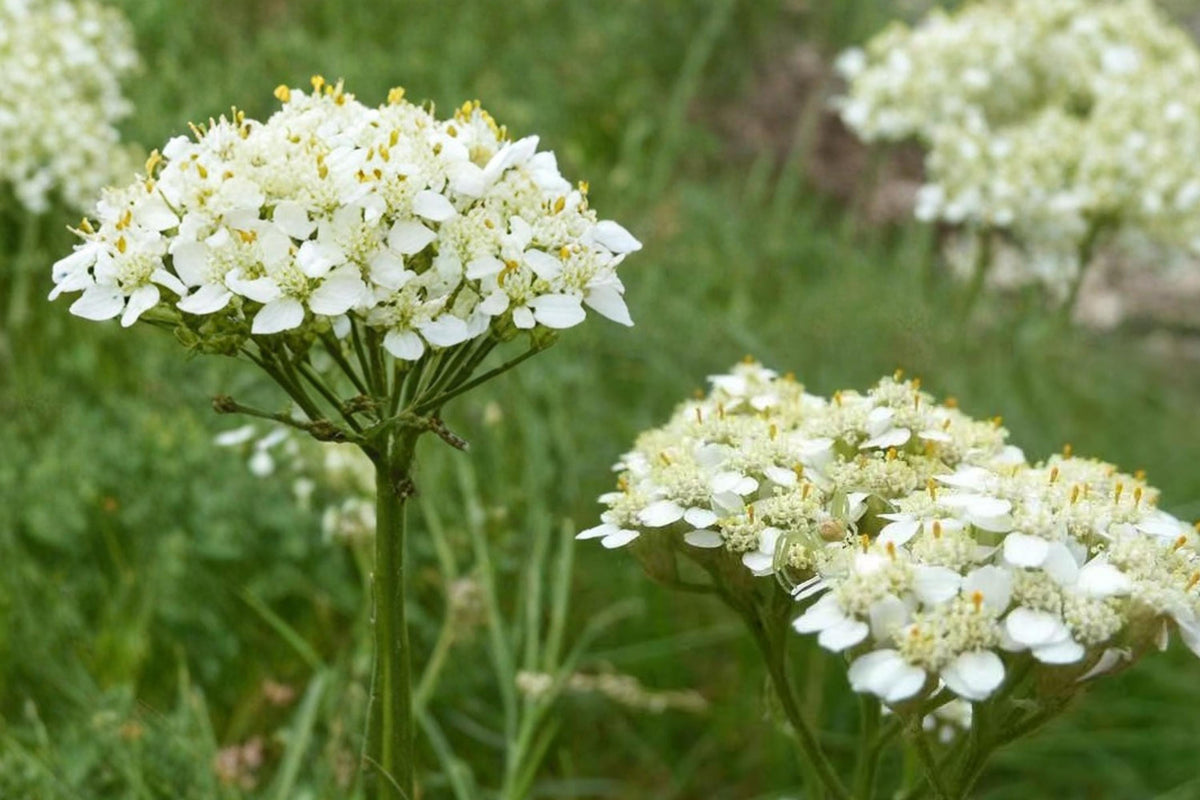 Western Yarrow Seeds – Achillea millefolium occidentalis, 500 Seeds, Perennial Wildflower, White Flower Clusters, Drought Tolerant Plant