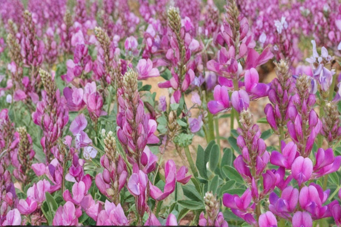 Utah Sweetvetch Seeds 25 Pack – Hedysarum boreale Perennial Pink to Purple Wildflower for Dry Landscapes